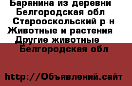 Баранина из деревни - Белгородская обл., Старооскольский р-н Животные и растения » Другие животные   . Белгородская обл.